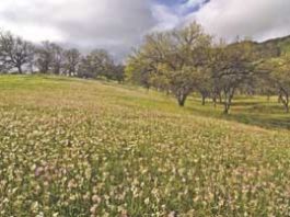 Paradise (Flat) found