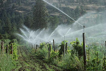 Red Phone: Running sprinklers in the rain is a waste