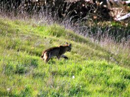 Bobcat spotted