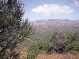 Coe park cuts mean dirtier bathrooms, fewer camp patrols