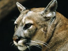 Mountain lion suspected in east Morgan Hill deer death