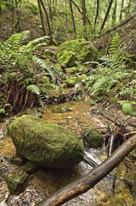 ERSKINE: Give rain a chance