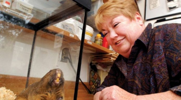 Local rodent ‘Digger’ will miss this weekend’s NASCAR race