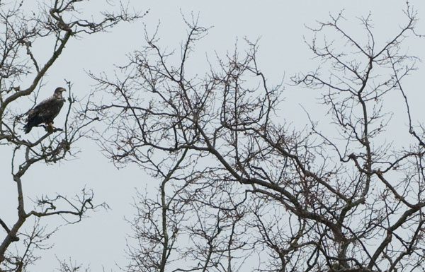 The eagle has landed