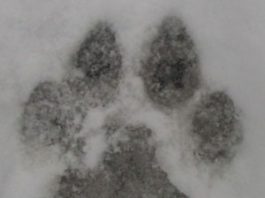 Schools on alert after police drive away mountain lion in north Gilroy