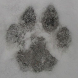 Schools on alert after police drive away mountain lion in north Gilroy