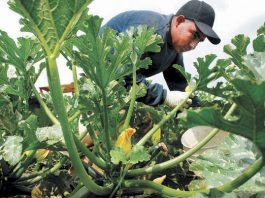 Economic bright spot: crop value jumps