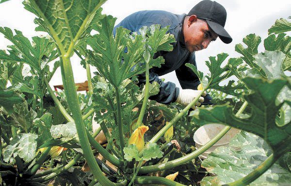 Economic bright spot: crop value jumps