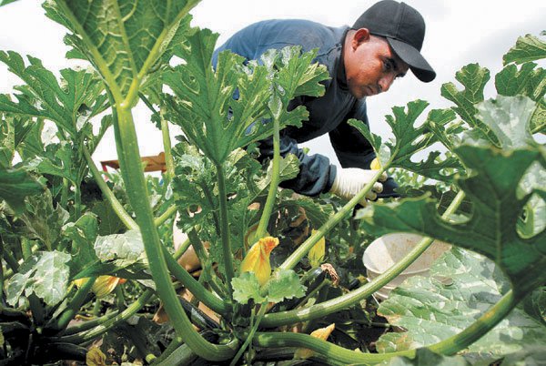 Economic bright spot: crop value jumps