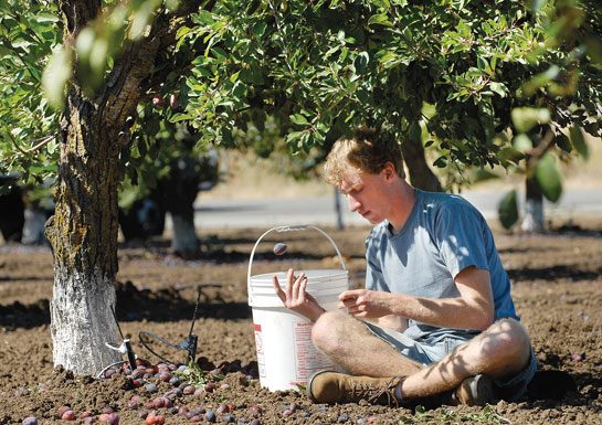 Today’s harvest for the needy a plum job