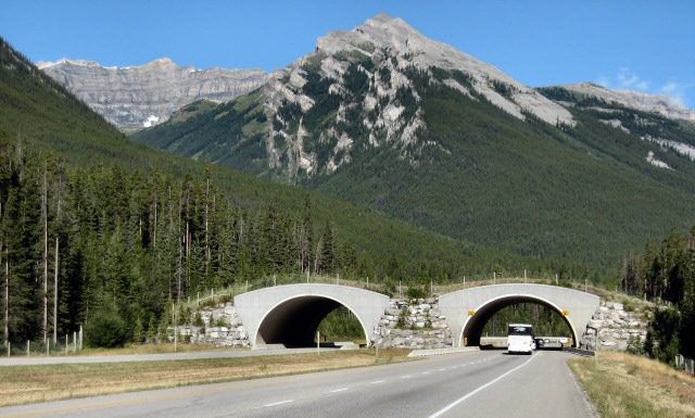 Migration crossing at U.S. 101 could save animals’ lives