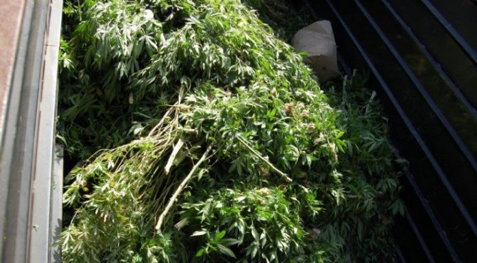 UPDATED: 6,400 marijuana plants seized at vacant business on Buena Vista Avenue