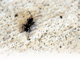 Rare bugs swarm to Hollister homes