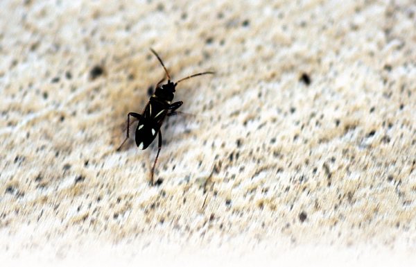 Rare bugs swarm to Hollister homes