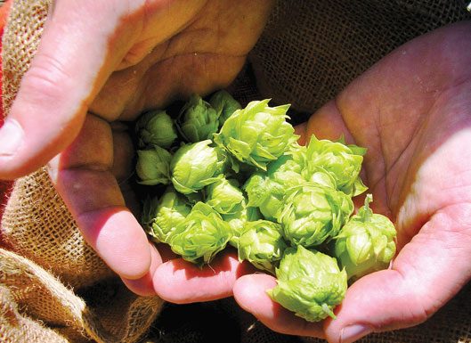 For the love of hops