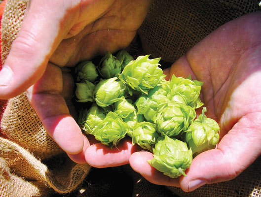 For the love of hops