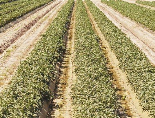 FFA needs equipment to cultivate Sobrato farm