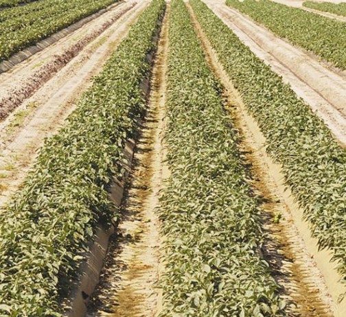 FFA needs equipment to cultivate Sobrato farm