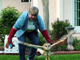 Bye-bye Barn Owl