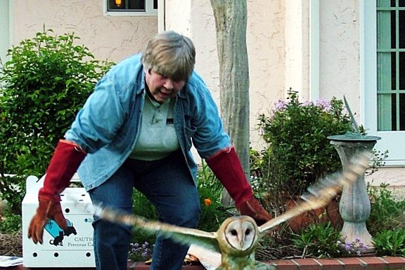 Bye-bye Barn Owl