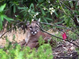 Mountain lion strikes west MH pasture again