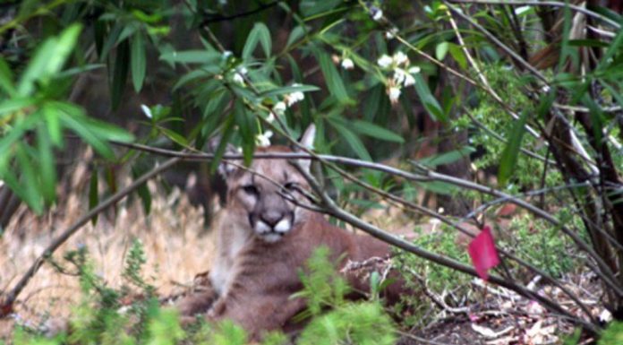 Mountain lion strikes west MH pasture again