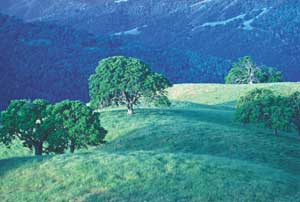 Governor says Henry W. Coe Park could close