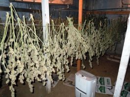 Deputies uncover marijuana garden by accident