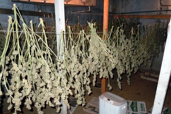 Deputies uncover marijuana garden by accident