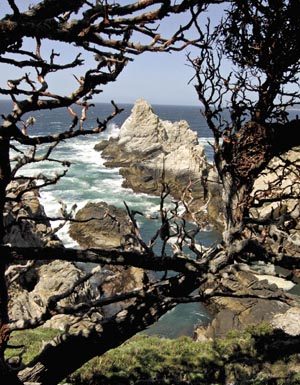 GETTING OUT: Mother Nature has worked wonders at Point Lobos