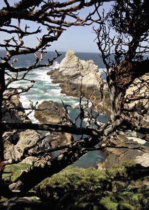 GETTING OUT: Mother Nature has worked wonders at Point Lobos