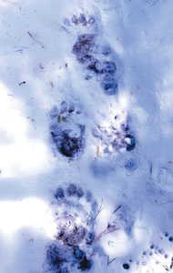 GETTING OUT: Backcountry dangers could all be in your head