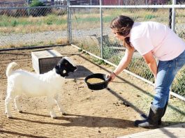 Fair share of the work: Sobrato FFA preps for county fair