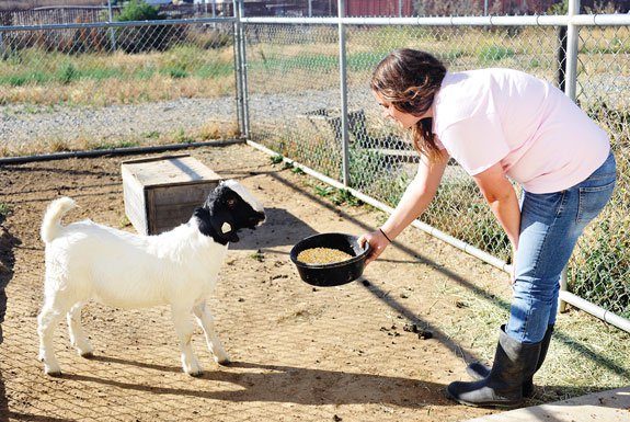 Fair share of the work: Sobrato FFA preps for county fair