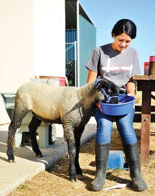 Fair share of the work: Sobrato FFA preps for county fair