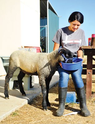 Fair share of the work: Sobrato FFA preps for county fair