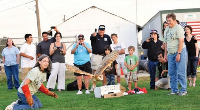 Barn owl released