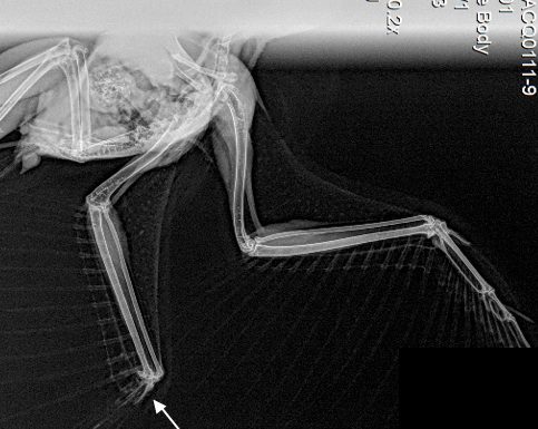 Mutilated barn owl found in Gilroy driveway