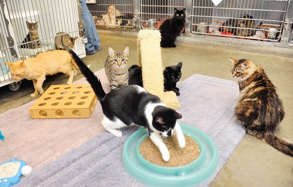 Animal shelter crowded after ‘extreme’ cat hoarding bust