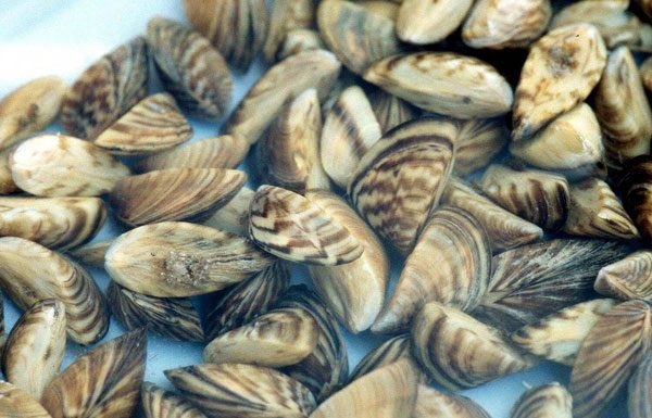 County hopes to add mussel against invasive species