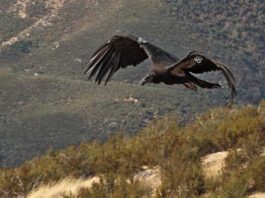 Pinnacles condors take to the air