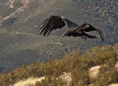 Pinnacles condors take to the air
