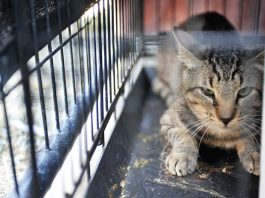 Animal quarantine at shelter halts cat adoptions