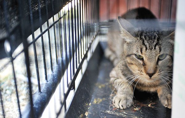 Animal quarantine at shelter halts cat adoptions