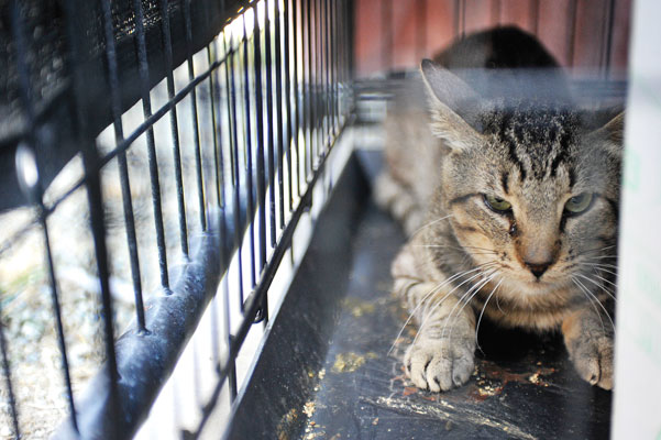 Animal quarantine at shelter halts cat adoptions