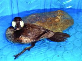 Rescued duck needs one more favor from Good Samaritan