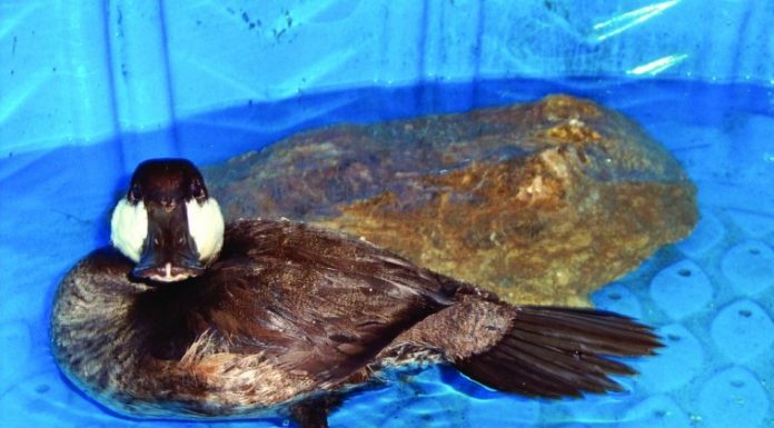 Rescued duck needs one more favor from Good Samaritan