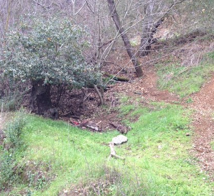 Morgan Hill man finds deer carcass