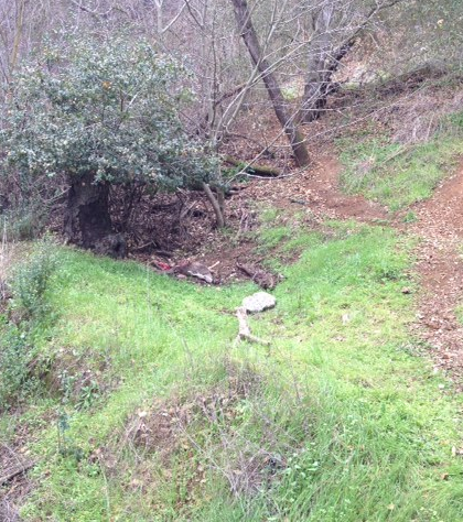 Morgan Hill man finds deer carcass