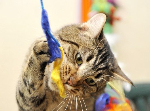 FOSMAS celebrates 10 years with $10 adoptions